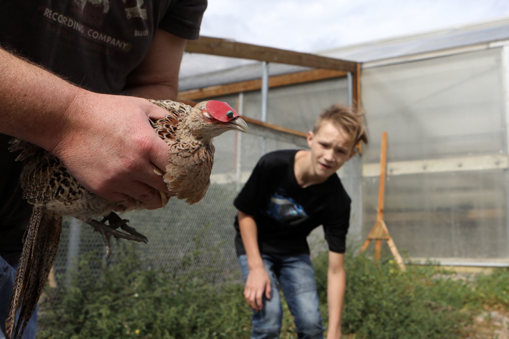Boys & Girls Ranch releases pheasants into the wild
